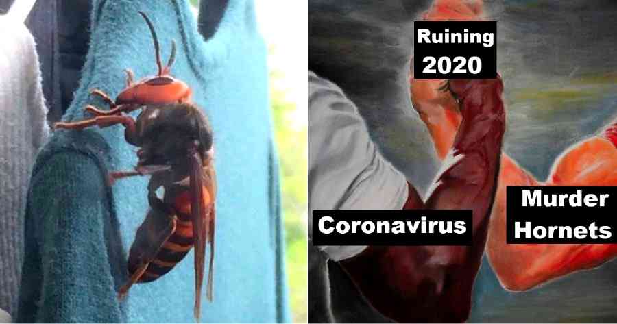 ‘Murder Hornets’ From Asia is 2020’s Latest Way to Kill Us