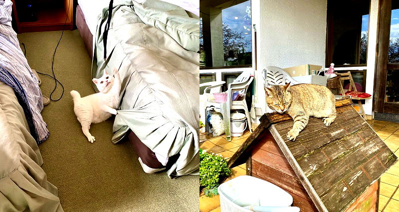 Japanese Inn That Has Cats EVERYWHERE is ‘Neko Atsume’ in Real Life