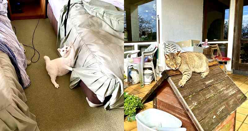 Japanese Inn That Has Cats EVERYWHERE is ‘Neko Atsume’ in Real Life