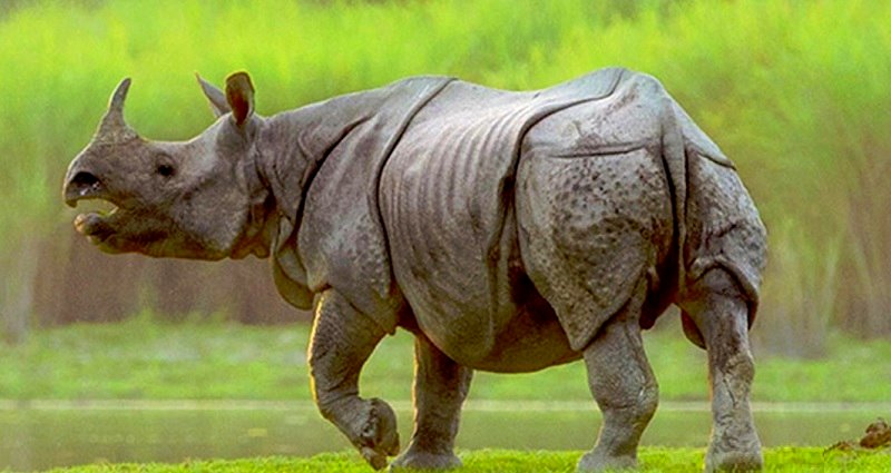 Endangered Rare One-Horned Rhino Murdered By Poachers in India During Lockdown