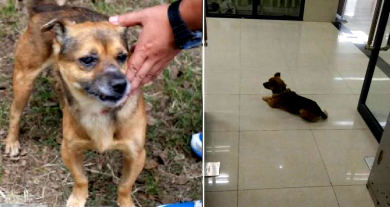 Loyal Dog Waits 3 Months at Hospital Where His Human Died of COVID-19