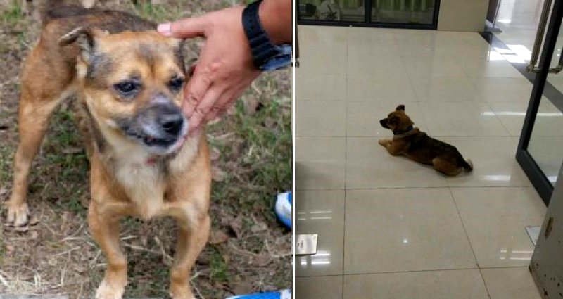 Loyal Dog Waits 3 Months at Hospital Where His Human Died of COVID-19