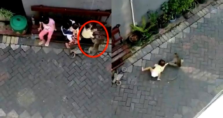 Monkey on a Motorcycle Grabs and Drags Little Girl Down Street in Indonesia