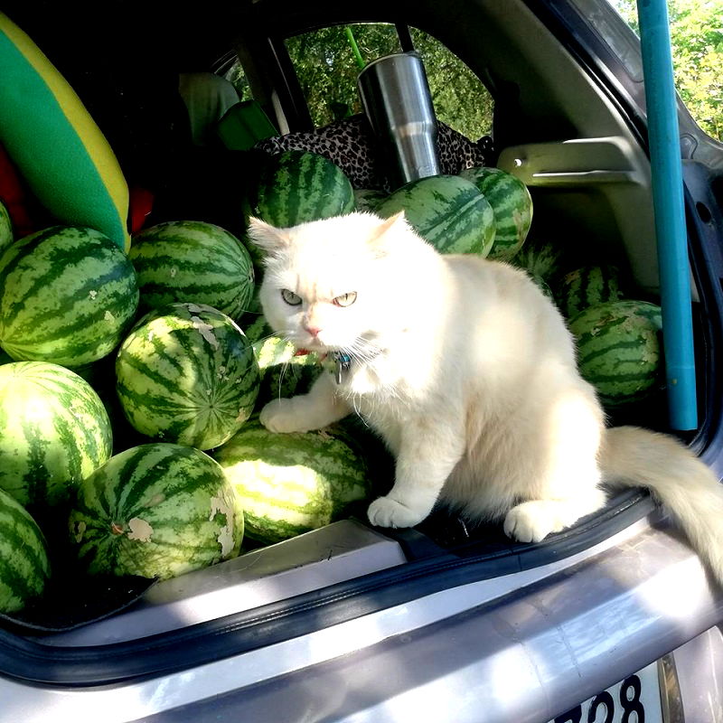 This cat's permanent angry face is hilarious