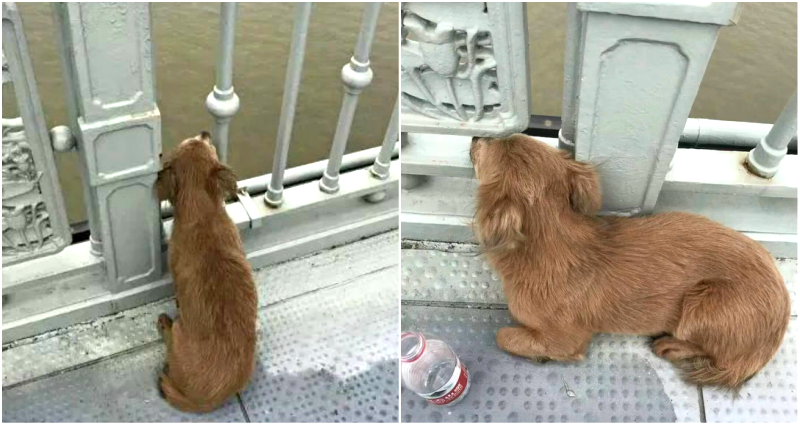 Dog Waits for 4 Days on a Bridge After Owner Jumps Off