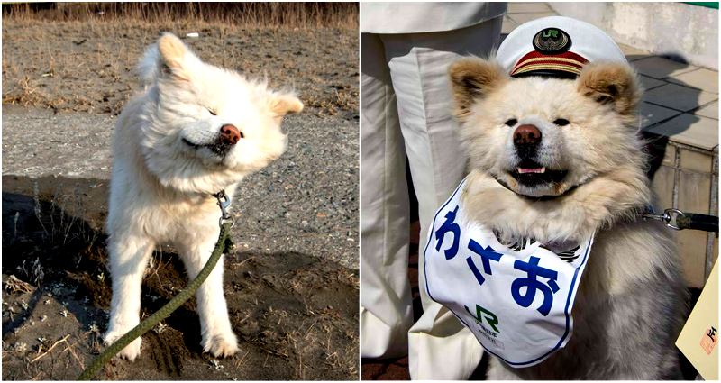 Internet’s Beloved ‘Ugly-Cute’ Stationmaster Akita Passes Away at 13