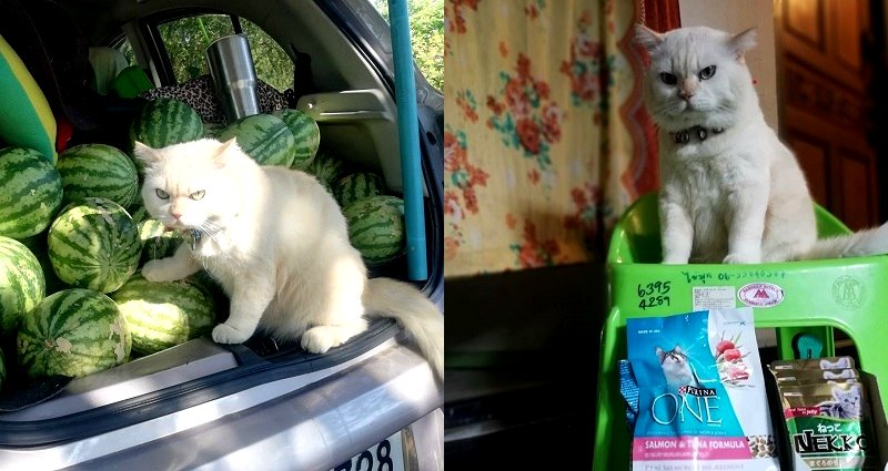 Thai Watermelon Farmers Hire Grumpy Cat as Supervisor