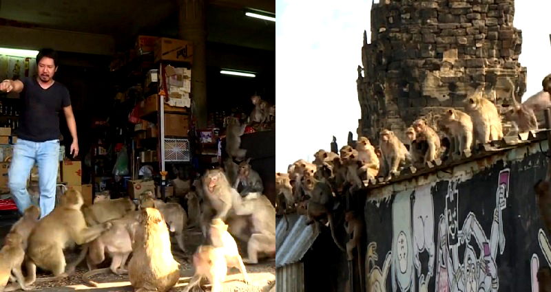 6,000 Monkeys Take Over Thai City Like It’s ‘Planet of the Apes’