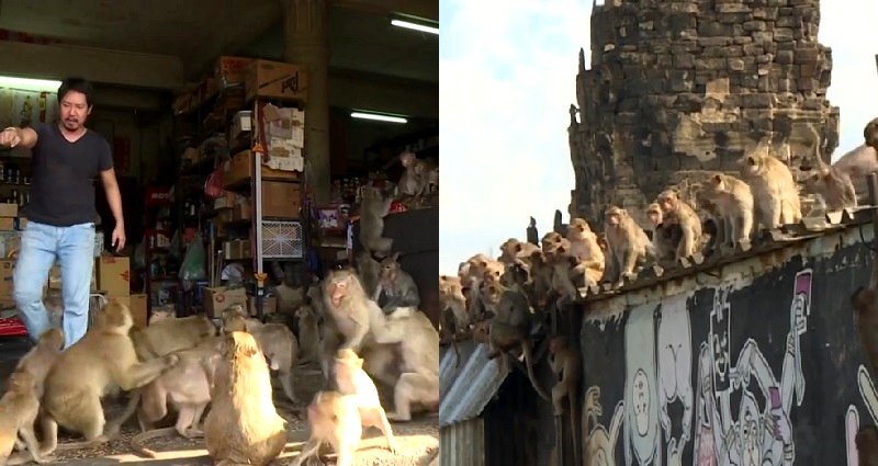 6,000 Monkeys Take Over Thai City Like It’s ‘Planet of the Apes’
