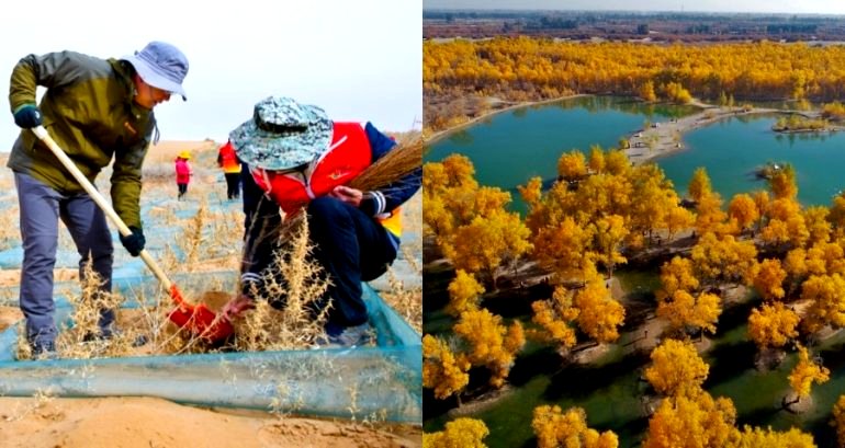 Small Chinese Village Spends 40 Years Transforming a Treeless Desert Into a Lush Forest