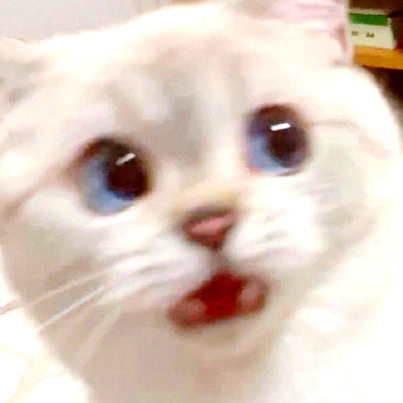 Ridiculously Expressive Cat in China Goes Viral