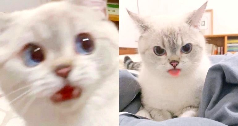 Ridiculously Expressive Cat in China Goes Viral