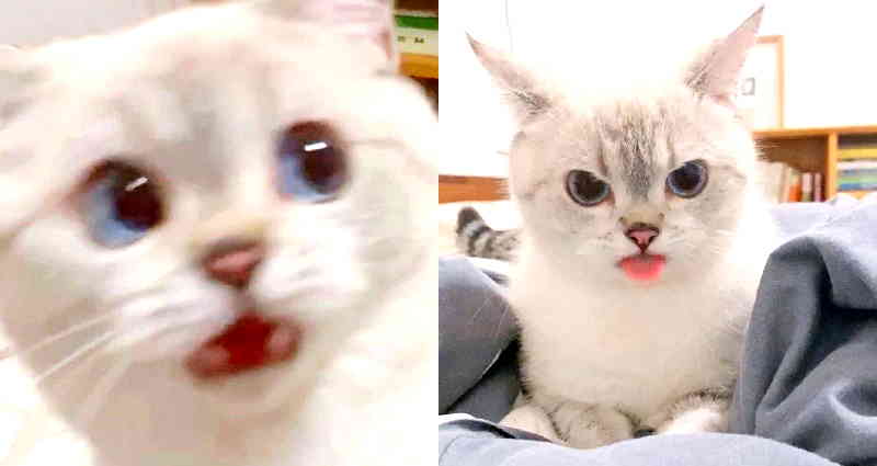 Ridiculously Expressive Cat in China Goes Viral