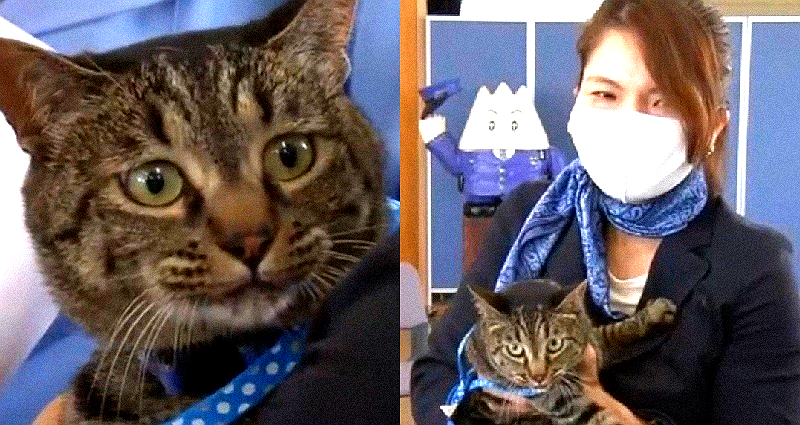 Cat Honored by Japanese Police for Discovering Elderly Man Who Fell in a Canal