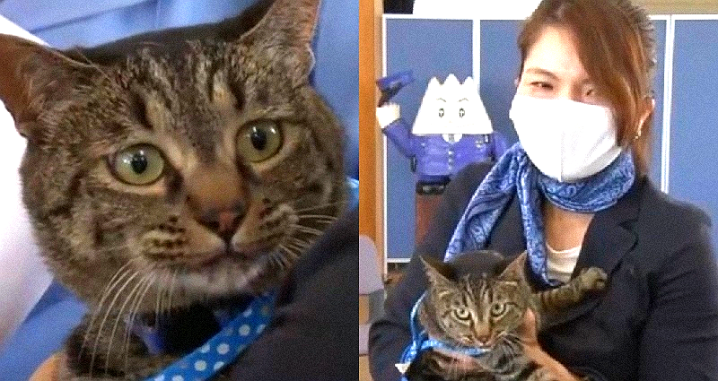 Cat Honored by Japanese Police for Discovering Elderly Man Who Fell in a Canal