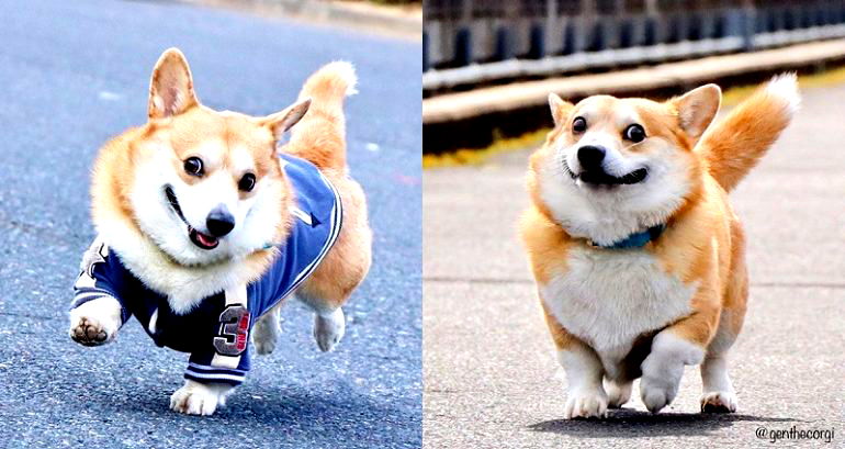 Corgi From Japan Looks Like an Absolute Emoji in Every Single Photo