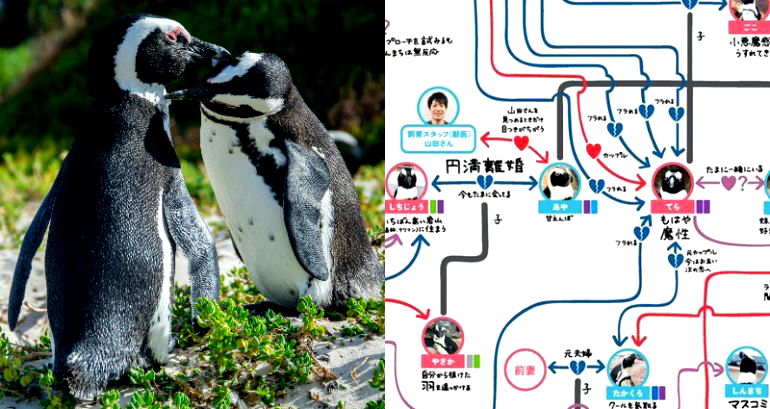 Japanese Aquariums Reveal Scandalous Penguin Dramas Juicier Than a Soap Opera