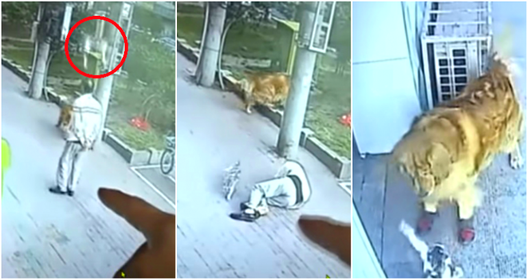 Cat Knocks Out Elderly Chinese Man After Falling From the Sky