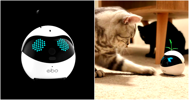 Chinese Company Creates AI Robot to ‘Play’ With Cats While Humans are Away