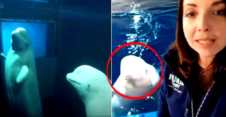 Beluga Whales Smile After Rescue From Captivity in Chinese Aquarium