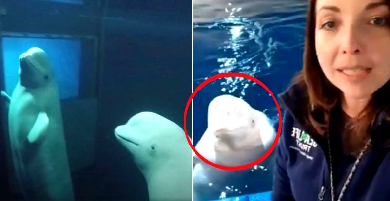 Beluga Whales Smile After Rescue From Captivity in Chinese Aquarium