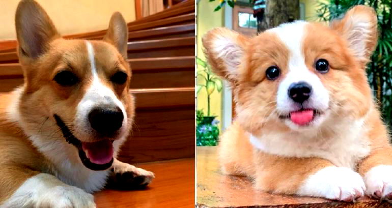 Adorable Corgi Brother and Sister Are a Wholesome Watch for Quarantine Blues