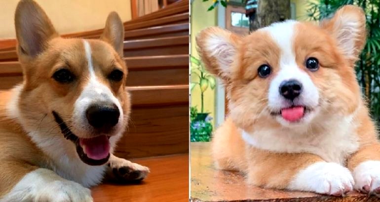 Adorable Corgi Brother and Sister Are a Wholesome Watch for Quarantine Blues