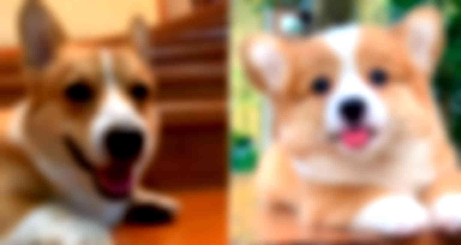 Adorable Corgi Brother and Sister Are a Wholesome Watch for Quarantine Blues