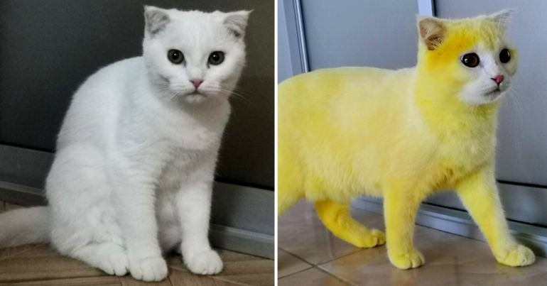 Cat Turns Yellow After Woman Treats Fungal Infection With Turmeric