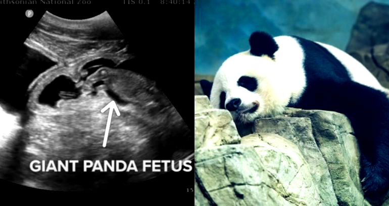 Giant Panda in Washington DC is Pregnant and Could Give Birth Any Day