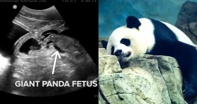 Giant Panda in Washington DC is Pregnant and Could Give Birth Any Day