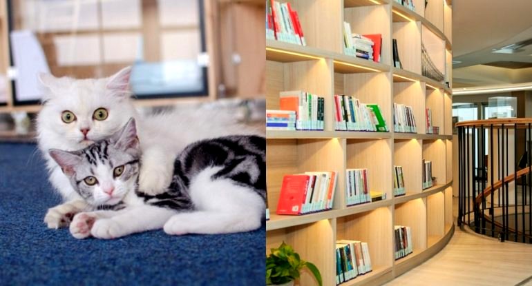 Chinese Library ‘Hires’ 7 Cats to Comfort Lonely Readers Because of Quarantine