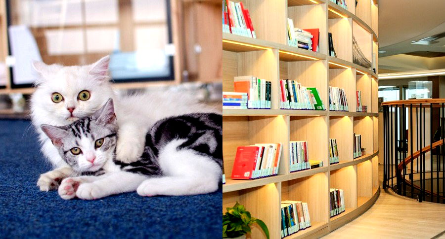 Chinese Library ‘Hires’ 7 Cats to Comfort Lonely Readers Because of Quarantine