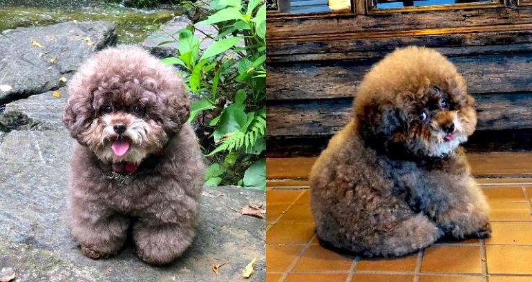 The Most ‘Bob Ross Looking’ Dog Has Been Found in Japan