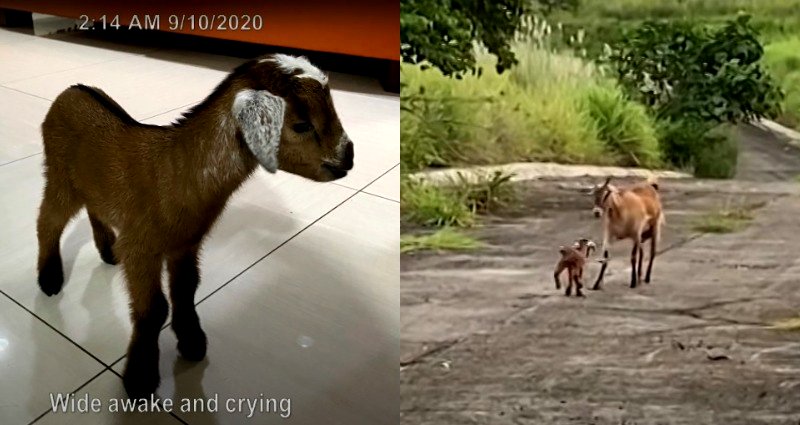 Rescuer Reunites Lost Baby Goat With Family in Philippines, Makes Internet Cry