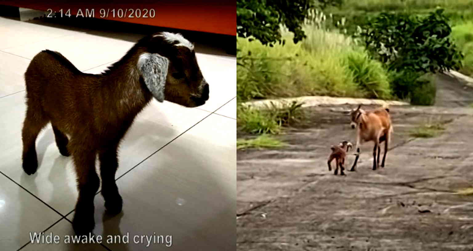 Rescuer Reunites Lost Baby Goat With Family in Philippines, Makes Internet Cry