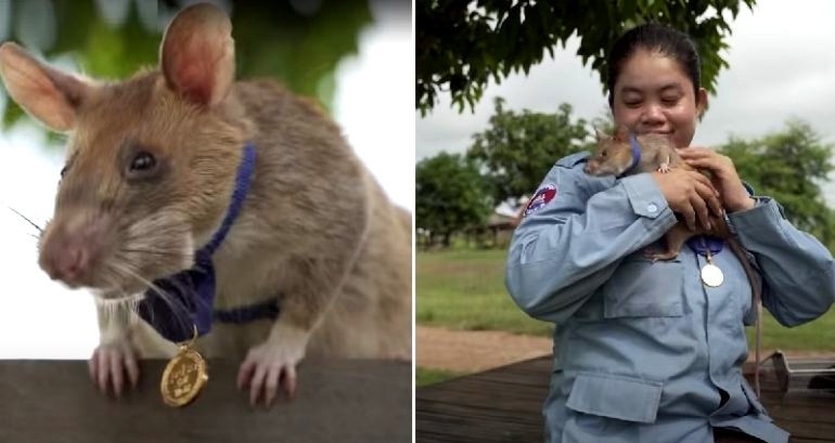 Rat Awarded a Gold Medal for Finding Over 65 Landmines and Unexploded Ordnance in Cambodia
