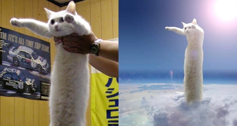 Nobiko, Japan’s Famous ‘Longcat’, Passes Away at 18