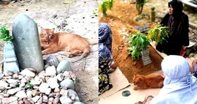 Loyal Cat Visits Late Owner’s Grave Every Day for 2 Years in Malaysia