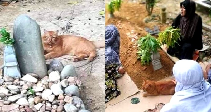 Loyal Cat Visits Late Owner’s Grave Every Day for 2 Years in Malaysia
