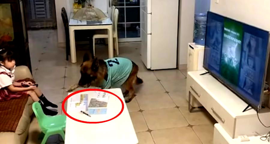 Good Dog Warns Girl to Turn Off TV and Do Homework When Parents Come Home