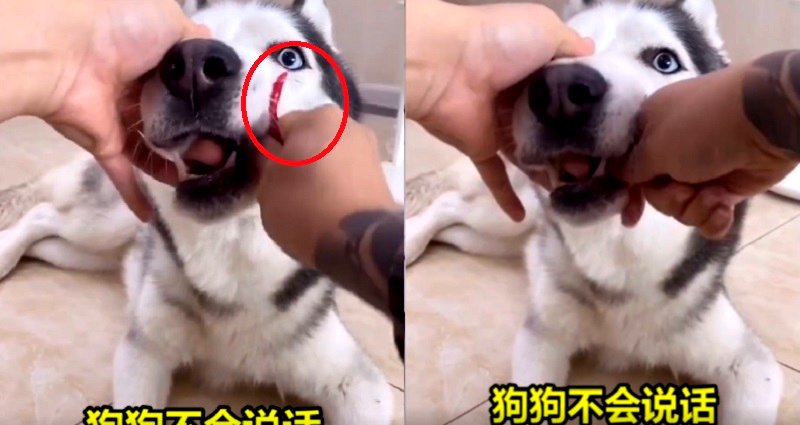 People Are Force-Feeding Pets Spicy Food After China Bans Binge-Eating Videos