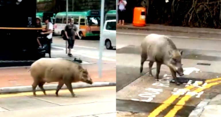 Massive Wild Boar Caught Strolling Outside Cafe in Hong Kong