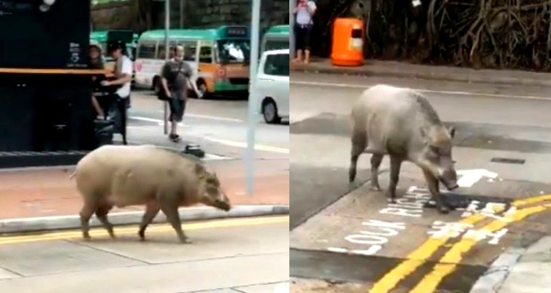 Massive Wild Boar Caught Strolling Outside Cafe in Hong Kong