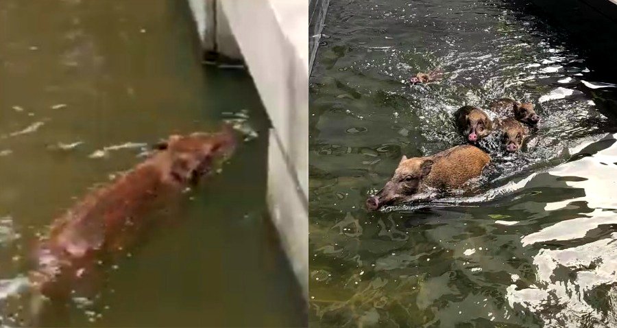 Wild Boars Caught Playing in the Fountains of Hong Kong’s Bank of China Tower