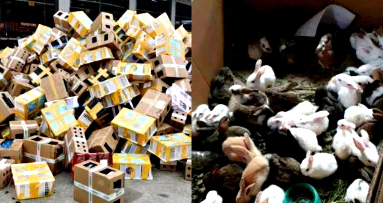 5,000 Cats, Dogs and Other Pets Found DEAD in Boxes at a Shipping Facility in China