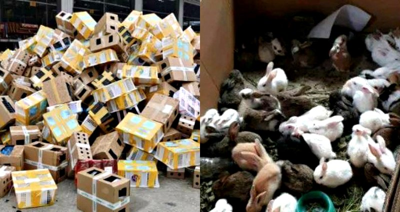 5,000 Cats, Dogs and Other Pets Found DEAD in Boxes at a Shipping Facility in China