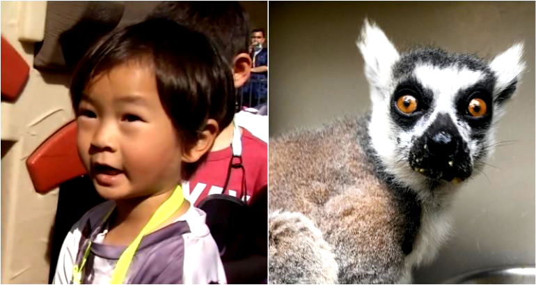 Bay Area Boy Finds Lemur Stolen from the SF Zoo