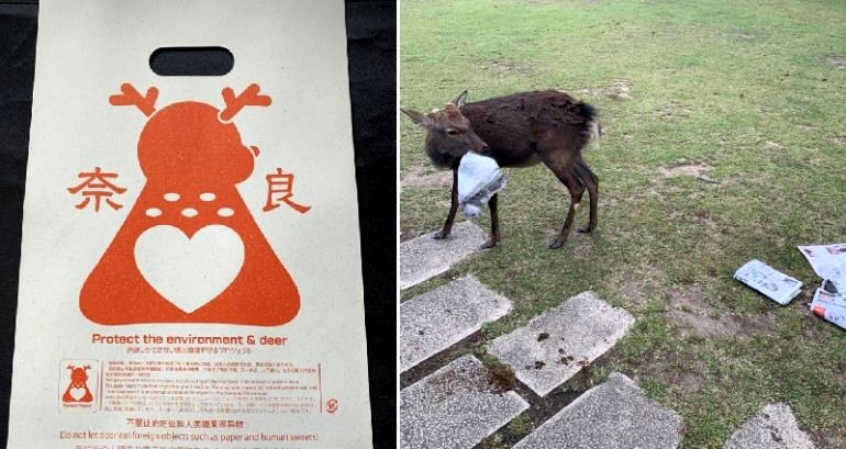 Man Invents Edible Plastic Bags to Save Japan’s Nara Deer From Dying