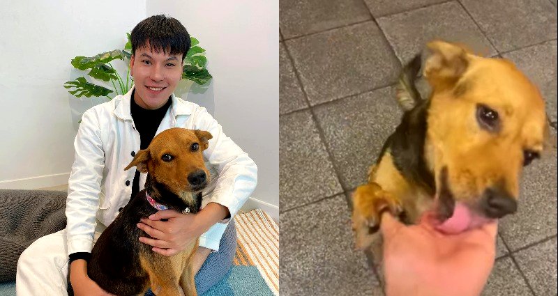 Thai Man Adopts Dog He Brought Home While Drunk